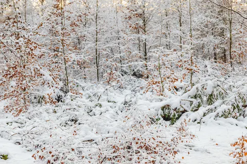 Snowy Forest 4K Wallpaper · winter · 3840×2560