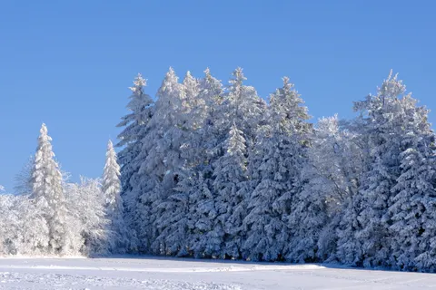 Wallpaper Hutan Bersalju 4K · winter · 3840×2560