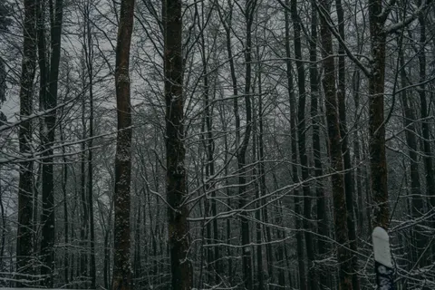 Wallpaper Hutan Bersalju 4K · winter · 3840×2560