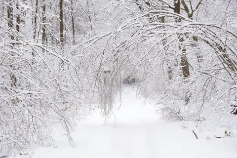 Snowy Forest 4K Wallpaper · winter · 3840×2560