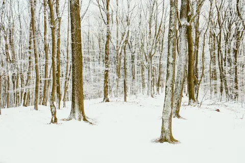 Snowy Forest 4K Wallpaper · winter · 3840×2560