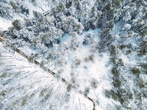 Snowy Forest 4K Wallpaper · winter · 3840×2880