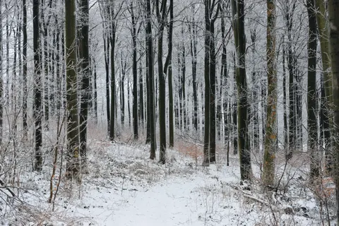 Snowy Forest 4K Wallpaper · winter · 3840×2559