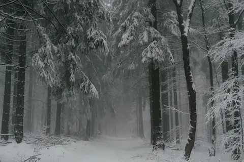والپیپر جنگل برفی با کیفیت 4K · winter · 3840×2560