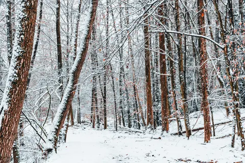 Snowy Forest 4K Wallpaper · winter · 3840×2560