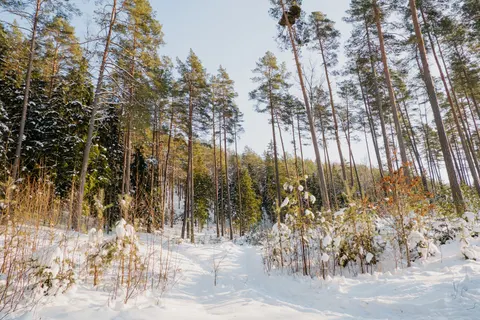 Snowy Forest 4K Wallpaper · winter · 3840×2560