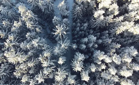 항공 촬영 숲 4K 배경화면 · aerial · 3840×2337