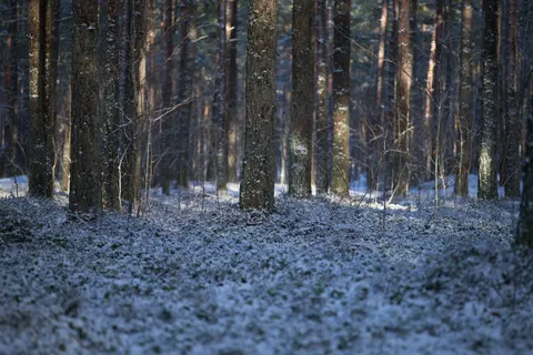 Wallpaper Hutan Bersalju 4K · winter · 3840×2560
