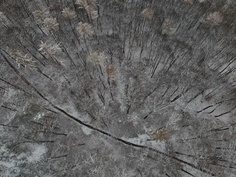 والپیپر جنگل هوایی با کیفیت 4K · aerial · 3840×2880