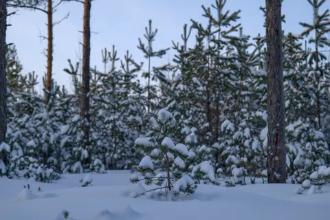 Wallpaper Hutan Bersalju 4K · winter · 3840×2560