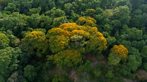 Sfondo Foresta dall'Alto 4K · aerial · 3840×2160