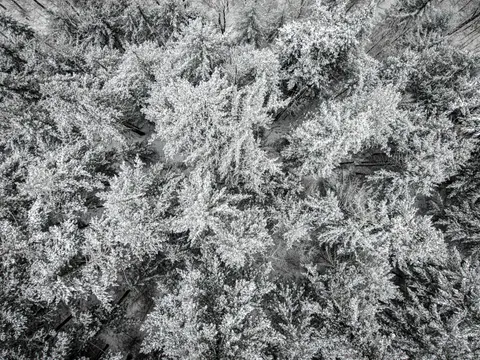 Snowy Forest 4K Wallpaper · winter · 3840×2880
