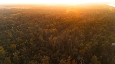 Luftaufnahme Wald 4K Hintergrundbild · aerial · 3840×2160