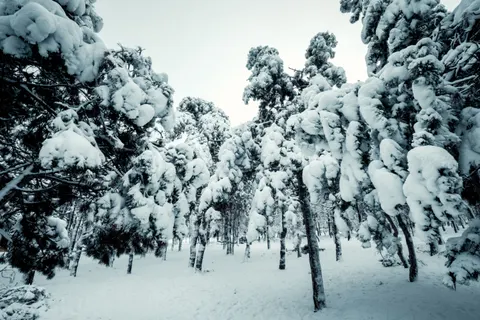 Snowy Forest 4K Wallpaper · winter · 3840×2560