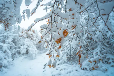 Fond d'écran Forêt enneigée 4K · winter · 3840×2561
