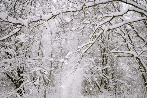 Papel de parede Floresta nevada 4K · winter · 3840×2560