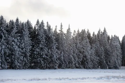 والپیپر جنگل برفی با کیفیت 4K · winter · 3840×2560