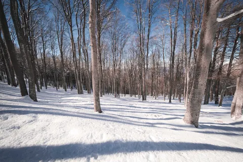 Snowy Forest 4K Wallpaper · winter · 3840×2560