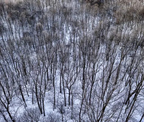 والپیپر جنگل هوایی با کیفیت 4K · aerial · 3840×3252