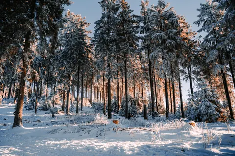 والپیپر جنگل برفی با کیفیت 4K · winter · 3840×2560