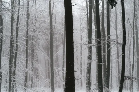 خلفية غابة مغطاة بالثلوج بدقة 4K · winter · 3840×2560