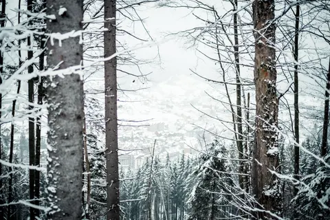 雪の森 4K壁紙 · winter · 3840×2560