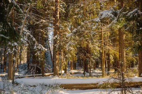 Verschneiter Wald 4K Hintergrundbild · winter · 3840×2560