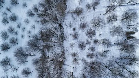 空撮の森林 4K壁紙 · aerial · 3840×2160