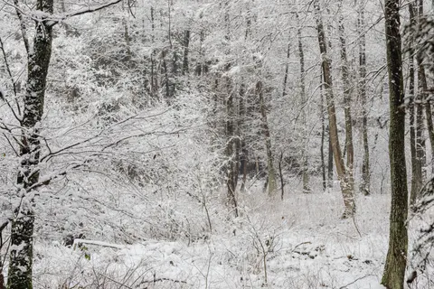 Snowy Forest 4K Wallpaper · winter · 3840×2560