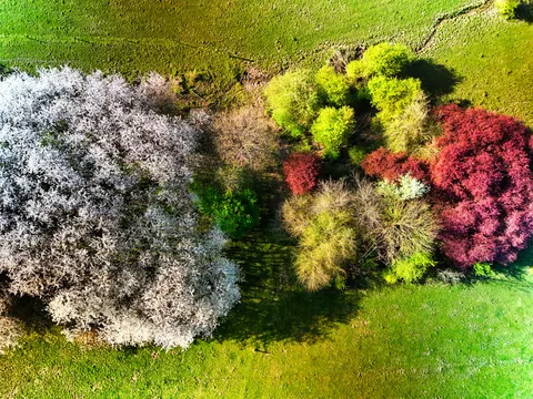 Aerial Forest 4K Wallpaper · aerial · 3840×2880