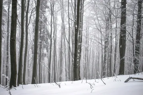 雪地森林 4K桌布 · winter · 3840×2560