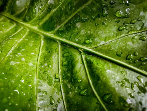雨滴 4K壁纸 · nature · 3840×2891