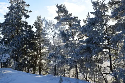 Snowy Forest 4K Wallpaper · winter · 3840×2560