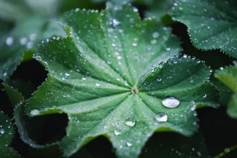 Fondo de pantalla Gotas de lluvia 4K · nature · 3840×2560