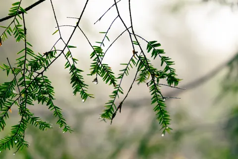 Fond d'écran Gouttes de pluie 4K · nature · 3840×2560