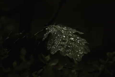 Fondo de pantalla Gotas de lluvia 4K · nature · 3840×2560