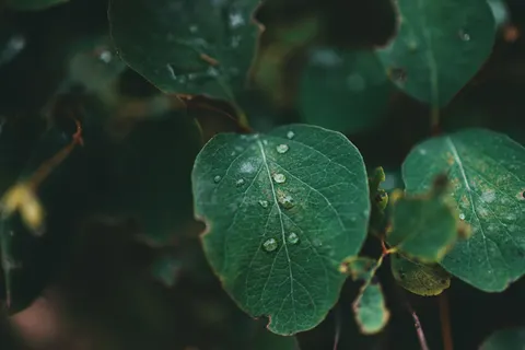 Rain Drops 4K Wallpaper · nature · 3840×2560