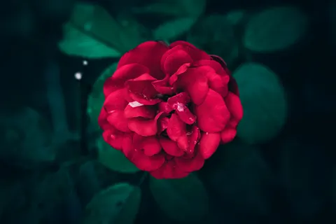 雨粒 4K壁紙 · nature · 3840×2560