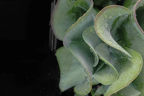 雨滴 4K壁纸 · nature · 3840×2560