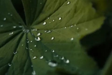 Обои Капли дождя 4K · nature · 3840×2560