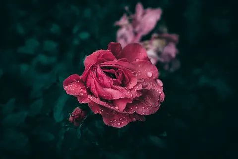 خلفية قطرات المطر بدقة 4K · nature · 3840×2560