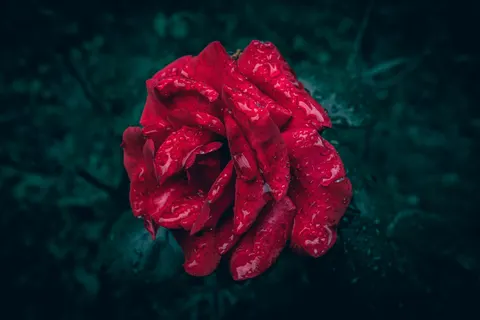 雨滴 4K壁纸 · nature · 3840×2560