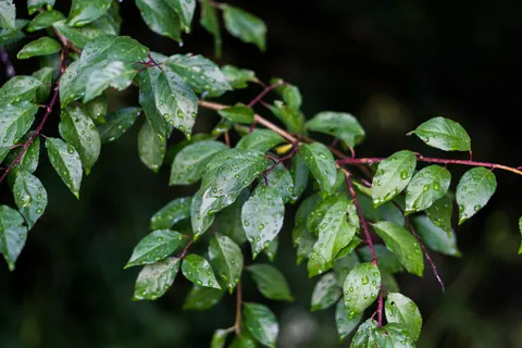 Обои Капли дождя 4K · nature · 3840×2560