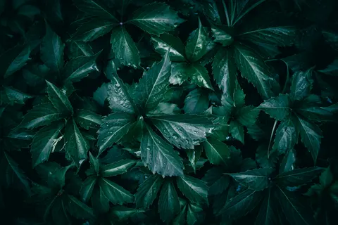 雨滴 4K壁纸 · nature · 3840×2560