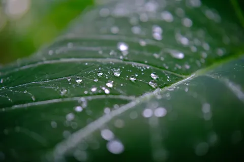 خلفية قطرات المطر بدقة 4K · nature · 3840×2560