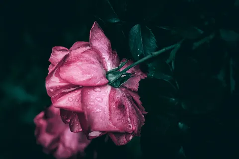 Rain Drops 4K Wallpaper · nature · 3840×2560