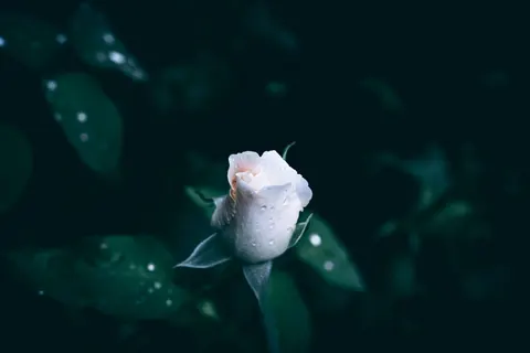 Rain Drops 4K Wallpaper · nature · 3840×2560