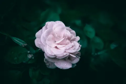 雨滴 4K壁纸 · nature · 3840×2560