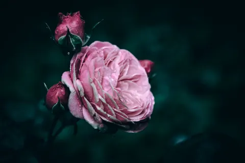 雨滴 4K壁纸 · nature · 3840×2560