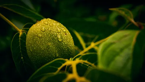 Fondo de pantalla Gotas de lluvia 4K · nature · 3840×2160